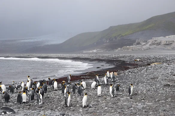 The penguins at Heard and McDonald Islands in the Southern Ocean are not dying in elevated numbers, unlike the elephant seals.
