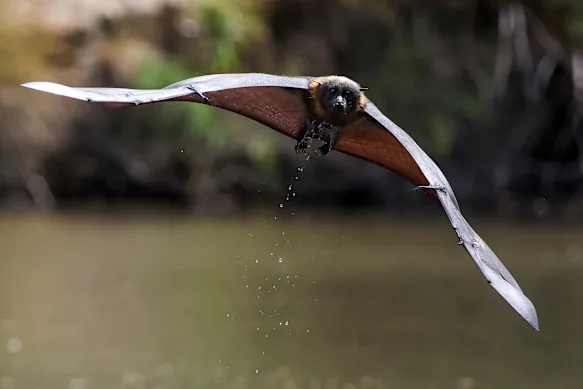 Trained wildlife crews are keeping the bats as cool as possible at Kew.