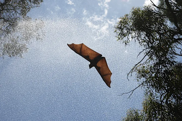 A bat flies through a “rain curtain” at Yarra Bend Park. 