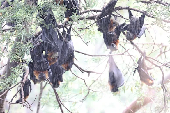The bats are under sprinklers, high in the treetops. 