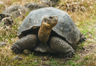 NASA Is Helping Bring Giant Tortoises Back to the Galápagos