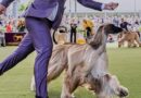 Dog Show 101: What to know about the 150th Westminster show