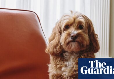 Crossbreed dogs show more behavioural problems than pure breeds, study suggests | Dogs