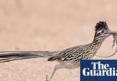 Week in wildlife: a meep-meep roadrunner, a new frog species and Orkney voles