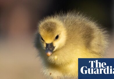 Week in wildlife: a puffin bromance, blushing terrapins and goslings galore