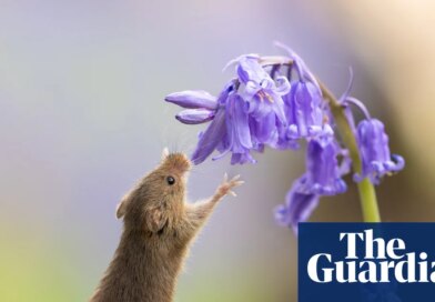 Week in wildlife: a tiny harvest mouse, bagel cats and a rhino out for a stroll