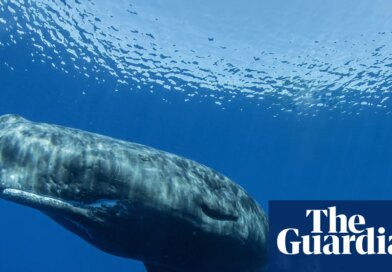 Sperm whales’ communication closely parallels human language, study finds | Whales