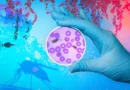 Malaria research: Scientists discover parasite’s sex life could unlock human fertility secrets