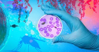 Malaria research: Scientists discover parasite’s sex life could unlock human fertility secrets
