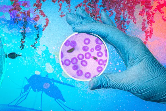 The malaria parasite has unveiled new insights into human fertility.