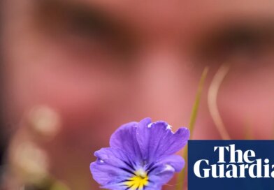 Blossoming among spoil heaps: how 1,000 years of lead mining gave birth to banks of pansies and pennycress | Endangered habitats