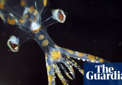 ‘Chock full of incredible animals’: marine expedition uncovers 31 new species in two weeks | Marine life