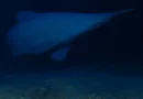 Aussie researchers get first-of-its kind glimpse of elusive goblin shark