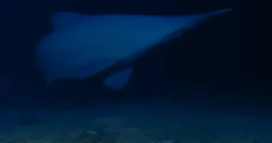 Aussie researchers get first-of-its kind glimpse of elusive goblin shark