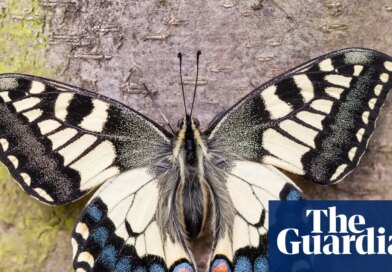 British swallowtail split from European cousins much earlier than thought, study finds | Butterflies