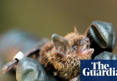 Wing and a prayer: how probiotics might save bat species from a killer fungus | Global development