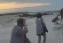 Camel bucks off riders on famous Broome beach tour