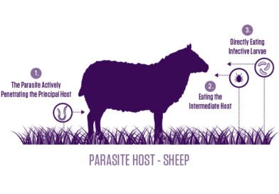 Exciting New Research Explores a Third Alternative to Infectious Disease Control – Australian Science