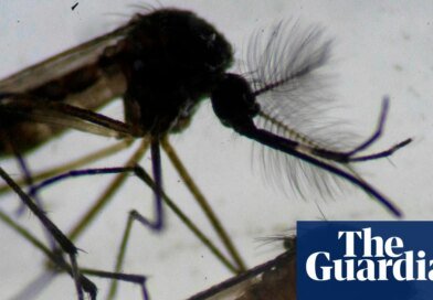 Invasive tropical mosquito found breeding in east London | Invasive species