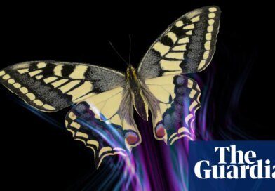 All of a flutter: how butterflies avoid being a predator’s lunch | Animal behaviour