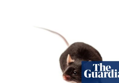More than a million mice used in Australian research annually, ‘overdue’ study finds | Science