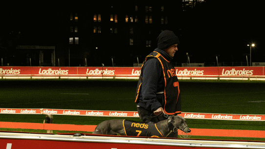 Thursday night at the Wentworth Park greyhound racetrack.