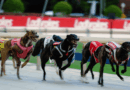 Wentworth Park greyhound racing: Million Dollar Chase final brings races to an end at Sydney racetrack
